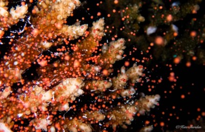 ރާއްޖޭގައި މުރަކަ އާލާ ކުރުމުގެ އާ އުކުޅަކާ އެކު އުންމީދު!