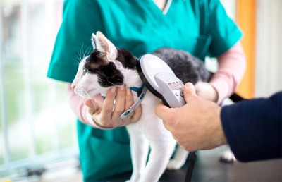 ބުޅާ ގެންގުޅޭ ނަމަ އިނގިރޭސިވިލާތުގައި މައިކްރޯޗިޕެއް ހަރުކުރަން މަޖުބޫރު