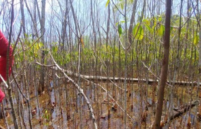 ކަނޑޫފާތައް މަރުވާ ސަބަބު ހޯދަން އިންޑިއާގެ ޓީމެއް އަތުވެއްޖެ