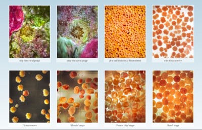 ރާއްޖޭގައި މުރަކަ އާލާ ކުރުމުގެ އާ އުކުޅަކާ އެކު އުންމީދު!