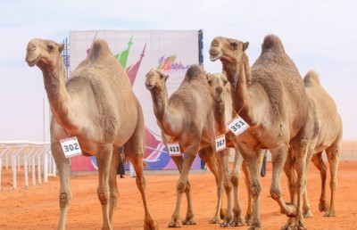 ޖަމަލުގެ ރީތީގެ މުބާރާތުގައި އޮޅުވާލުމުން 40 ޖަމަލެއް ޑިސްކޮލިފައިކޮށްފި