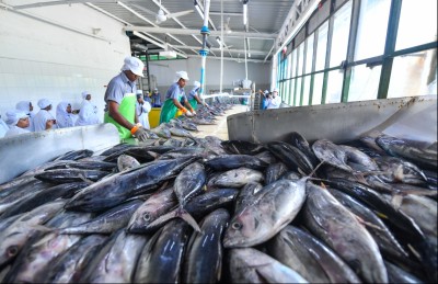 ތިން އަހަރު ގޮންޖެހުންތަކާ އެކު، އެކަމަކު ހިތްހަމަޖެހުން އެބައޮތް