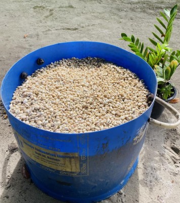 ރިނބުދޫ އާސާރީ ބޮލިވަޅުން 84،919 ބޮލި!