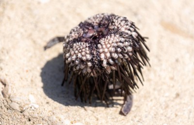 އައްޑޫ ހިތަދޫ މޫދަށް ކްލޮރިން އެޅުމުން ދިރުންތައް މަރުވެގެން ލައްގަނީ