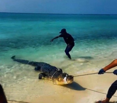 ބޮލިދުއްފަރު ކައިރިން ކިނބުލެއް ހިފައި ބޭރު ކަނޑަށް ދޫކޮށްލައިފި