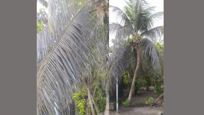 ކުމުންދޫގެ ރުއްތައް ބަލިވެ، ކާށި ލިބުން ދަތިވެއްޖެ