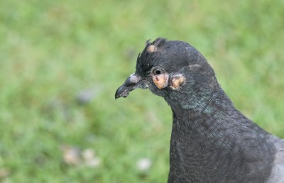 ކޮތަރުތަކަށް ޖެހުނީ ކޮން ބައްޔައްތޯ އެބަ ބަލަން: އީޕީއޭ