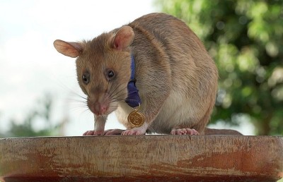 ލޭންޑް މައިން ފާހަގަކޮށްދީގެން ރިކޯޑް ލިބުނު މީދާ މަރުވެއްޖެ