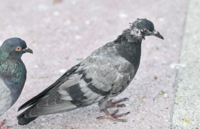 ގޮތް ނޭނގޭ ބައްޔެއް ޖެހި، ކޮތަރުތައް ވަރުދެރަވެފައި!