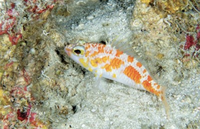 ރާއްޖެއިން އާ މަހެއް ފެނިއްޖެ، ކިޔަނީ ރަކި ބުރަކި