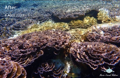 ފުޅަދޫގެ ހިތްގައިމު މުރަކަ ބަގީޗާ ހުދުވާން ފަށައިފި