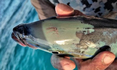 ކުޑަރިކިލު މަސްވެރިއަކު ބޭނި މާނިޔާ މަހެއްގެ ބޮލުގައި ﷲ ގެ އިސްމުފުޅު