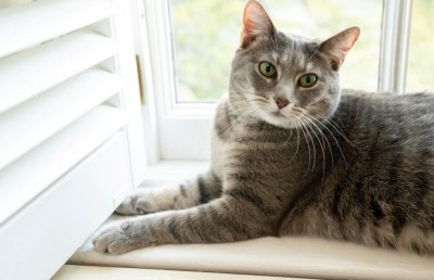 ބައިޑެންގެ އާއިލާއިން ވައިޓް ހައުސްގައި ބުޅަލެއް ގެންގުޅެނީ