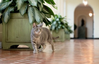 ބައިޑެންގެ އާއިލާއިން ވައިޓް ހައުސްގައި ބުޅަލެއް ގެންގުޅެނީ