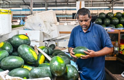 ކަރާ ކިލޯއެއް 25ރ. އަށް، ތޮއްޑޫގައި 600 ޓަނުގެ ކަރާ ހައްދައިފި