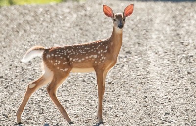 ފުއްލާތަކުގެ ތެރޭގައި ކޮވިޑް-19 ފެތުރެނީ