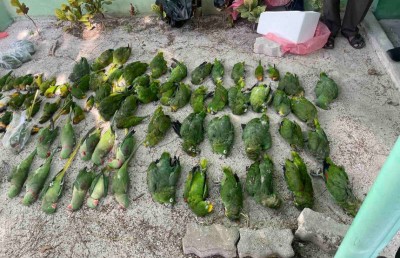 ދޫނިތައް މަރައިލި މައްސަލަ ބަލަން ރައީސް އަންގަވައިފި