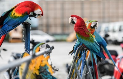 ބޮޑެތި ޖޫރިމަނާތަކާއެކު، ޖަނަވާރު ރައްކާތެރިކުރުމުގެ ބިލެއް މަޖިލީހަށް