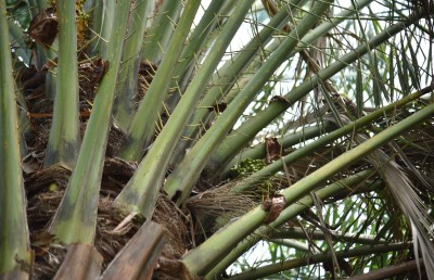 ކުނިގޮނޑަކުން އުފަންވި "ކަދުރު ޕާކް" ގެ ވާހަކަ