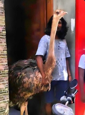ގޭގޭގައި އޮސްޓްރިޗް ގެންގުޅުމުގެ ހުއްދަ ނުދޭ، މައްސަލަ ބަލަނީ