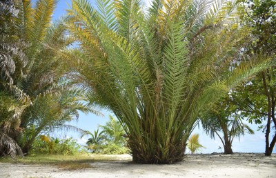 ކުނިގޮނޑަކުން އުފަންވި "ކަދުރު ޕާކް" ގެ ވާހަކަ