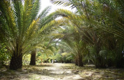 ކުނިގޮނޑަކުން އުފަންވި "ކަދުރު ޕާކް" ގެ ވާހަކަ