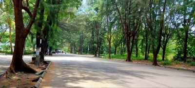 ހުޅުމާލޭ މަގުތައް ހަލާކުވާތީ ފިތުރޯނު ގަސްތައް ކަނޑަނީ