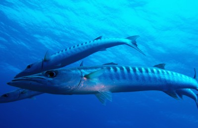 ލަނޑާ ނަގަން އުޅުނު ދިވެއްސަކަށް ފަރުތޮޅިއެއް ހަމަލާދީގެން އިންޑިއާގައި ފަރުވާދެނީ