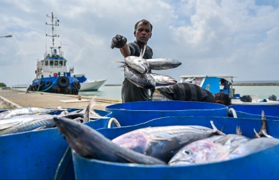 ފަސް ބާވަތެއްގެ މަސްވެރިކަމާ ގުޅޭ ކޮމިޓީތައް ހަދައި މަންދޫބުން ނަގަނީ