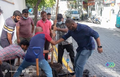 މާލޭގައި އިންދަން މޭވާ އަޅާ 500 ގަސް ހޯދަނީ