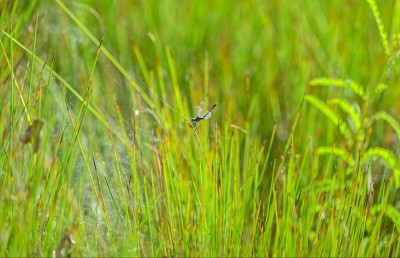 ހައި ދަނޑު: ފިޔޯރީގައި ކުރިލާ ހެދޭ ރަނެއް