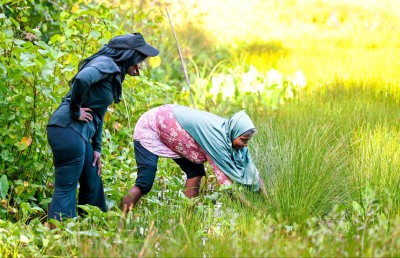 ހައި ދަނޑު: ފިޔޯރީގައި ކުރިލާ ހެދޭ ރަނެއް