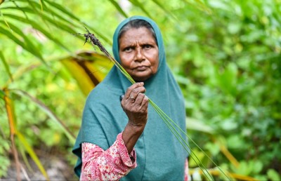 ހައި ދަނޑު: ފިޔޯރީގައި ކުރިލާ ހެދޭ ރަނެއް