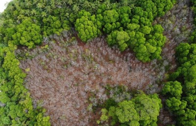 ރާއްޖޭގެ ކަނޑޫފާތައް މަރުވަނީ މޫސުމީ ބަދަލުން ލޮނުގެ އަސަރު މާބޮޑަށް ކުރާތީ: ދިރާސާ