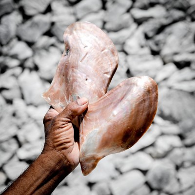 އަޖައިބެއްހާ ހުނަރުވެރި ހަމީދު މިކުރަނީ ދިގު ދަތުރެއް