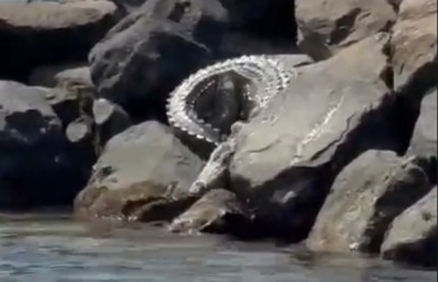 ރިސޯޓެއްގެ ކައިރިން ކިނބުލެއް ފެނިގެން ސިފައިން ހަރަކާތްތެރިވަނީ