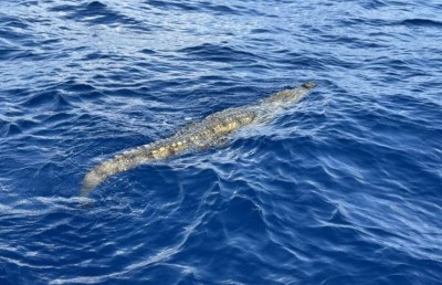 ކިނބޫ ހިފައި ސިފައިންގެ ބެލުމުގެ ދަށަށް