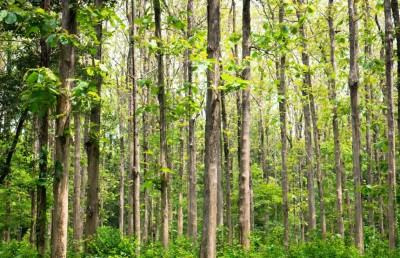 ލަންކާއިން ރާއްޖެއަށް ހައިވަކަރު ގަސް ހަދިޔާކުރަނީ