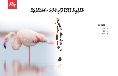 އައިންމަތީ ދޫނި މަދުވެއްޖެ، ތޭރަވާ ގެއްލިއްޖެ