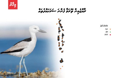 އައިންމަތީ ދޫނި މަދުވެއްޖެ، ތޭރަވާ ގެއްލިއްޖެ