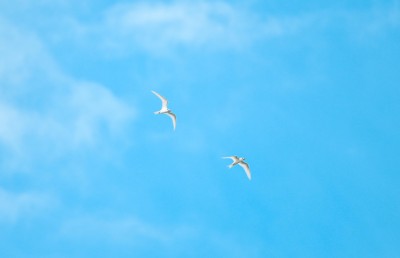 އައިންމަތީ ދޫނި މަދުވެއްޖެ، ތޭރަވާ ގެއްލިއްޖެ