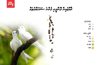 އައިންމަތީ ދޫނި މަދުވެއްޖެ، ތޭރަވާ ގެއްލިއްޖެ