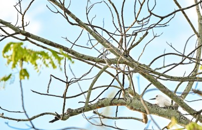 އައިންމަތީ ދޫނި މަދުވެއްޖެ، ތޭރަވާ ގެއްލިއްޖެ