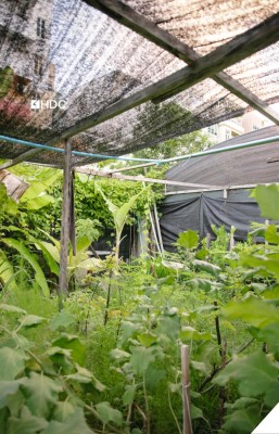 ހުޅުމާލޭގެ އާބަން ފާމިންގެ ދެވަނަ މަޝްރޫއު ފަށައި، 18 ބިމެއް ދަނޑުވެރިކަމަށް ކުއްޔަށް ދީފި