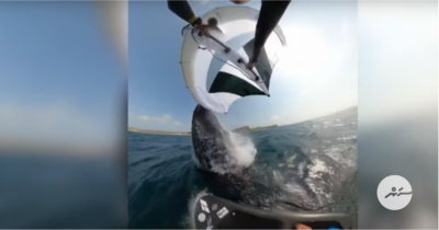 އޮސްޓްރޭލިޔާގައި ވިންޑްސާފް ކުރަން އުޅުނު މީހަކު ބޮޑުމަހެއްގައި ޖެހިއްޖެ