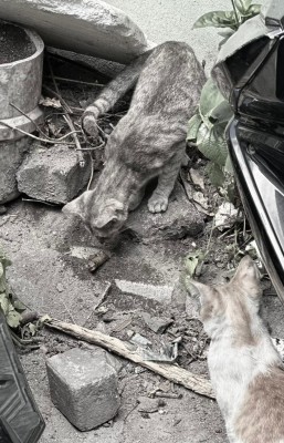 ބުޅާތައް ގެންދާ ތަނެއް ނޭނގޭ، އެކަމަކު މަދުވާތީ އުފާވާ މީހުން ގިނަ!