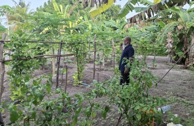 70 އަހަރާ ގާތްކުރަނީ، މަސައްކަތުގައި އަދިވެސް 100