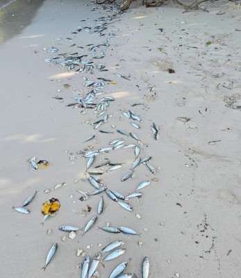 ކެންދޫ ފަޅުގައި އޮތް މުށިމަސްތައް މަރުވެގެން ލައްގަނީ