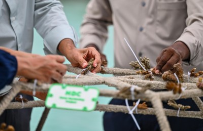 ހުޅުމާލެ ޗެނަލް ޕާކުގައި މުރަކަ އާލާކުރަނީ