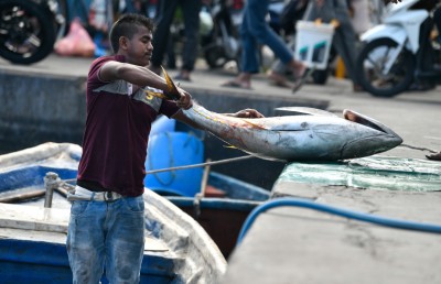 މާރުކޭޓު ސަރަހައްދަށް ގާތްކުރާ މަސްދޯނިތަކުން ފީ އެއް ނުނަގާނެ: އެމްޕީއެލް